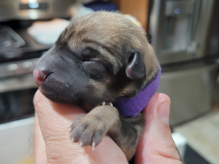 chinook puppy